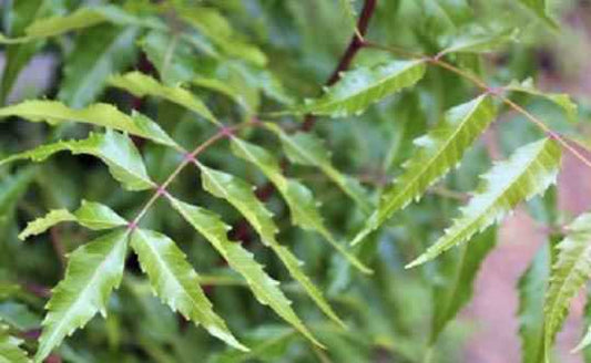 Neem Has Antibacterial Properties