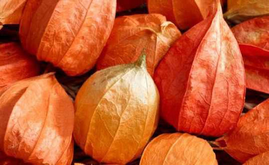 Ashwagandha health benefits