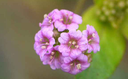 PUNARNAVA