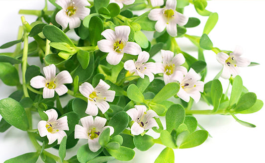 BRAHMI