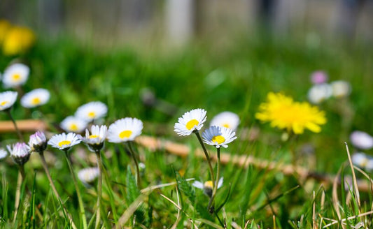 CHAMOMILE