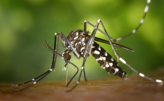 Chikungunya