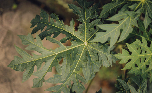 PAPAYA LEAVES