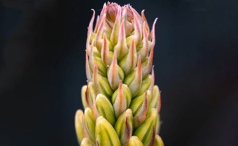 PRICKLY CHAFF FLOWER