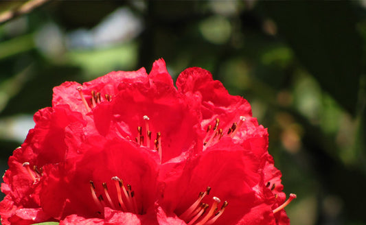 RHODODENDRON