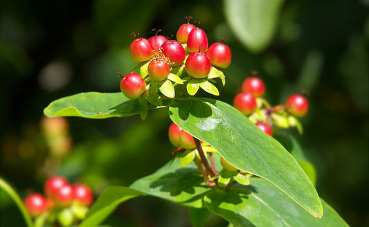 St. JOHN’S WORT