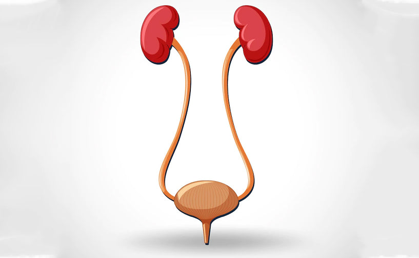 Urinary Tract Infections