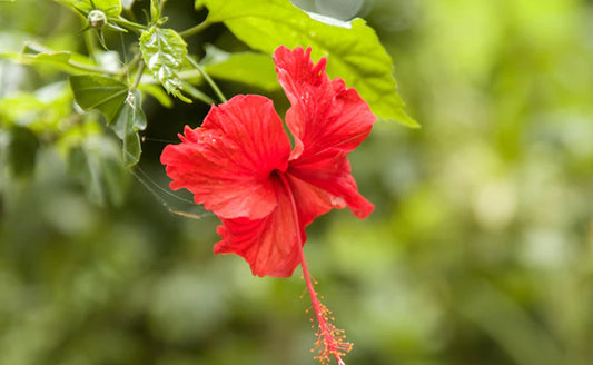 HIBISCUS