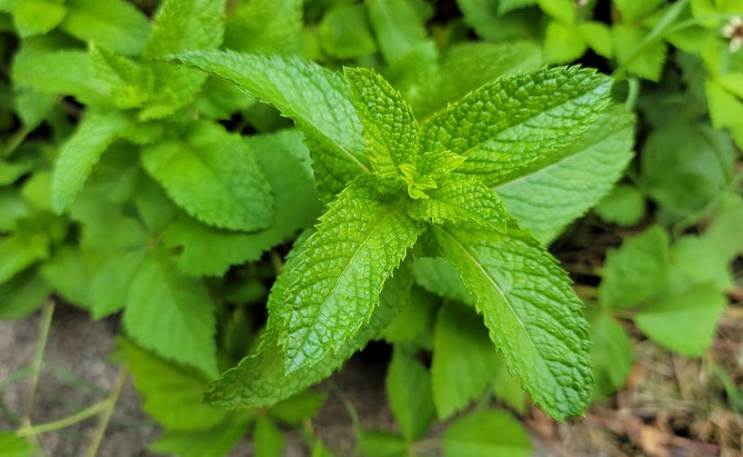PEPPERMINT