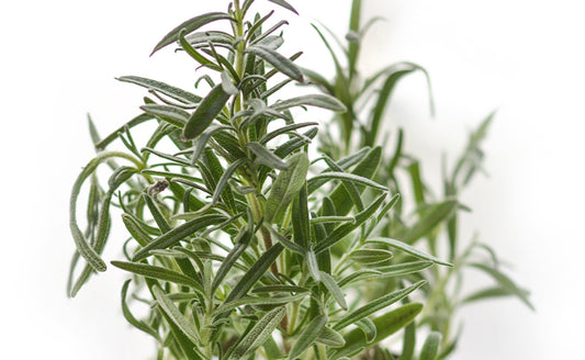 ROSEMARY