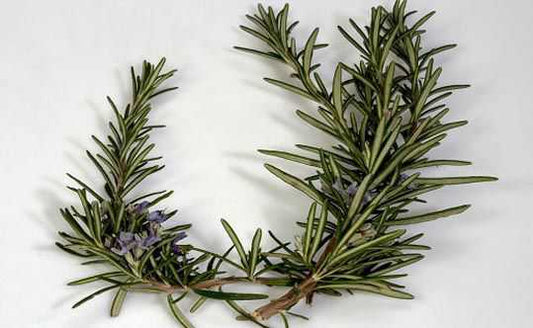 Rosemary Has Antioxidant Property