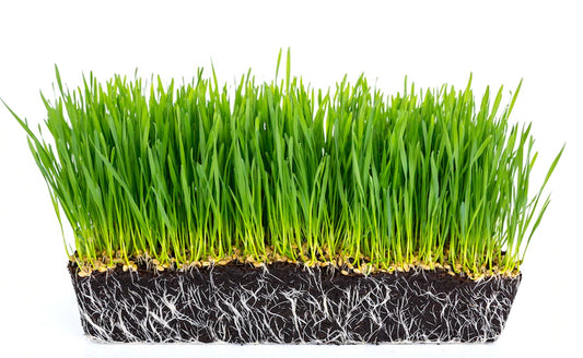 WHEATGRASS
