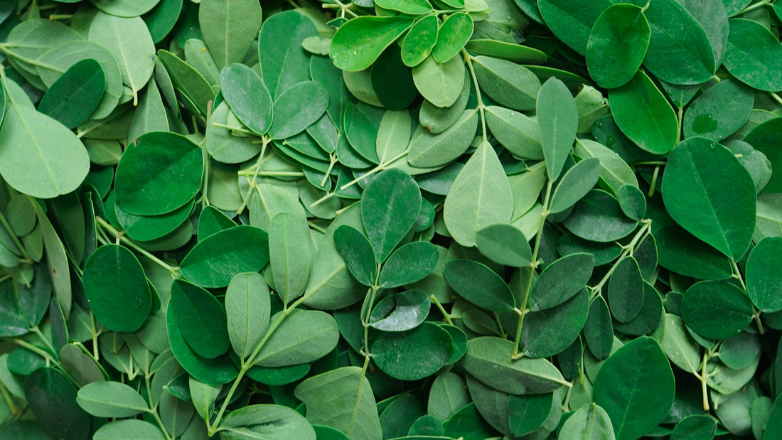 MORINGA