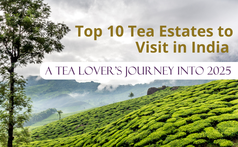 Top 10 Tea Estates to Visit in India. A Tea Lover’s Journey into 2025