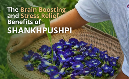 The Brain Boosting and Stress Relief Benefits of Shankhapushpi