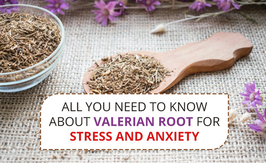 Valerian root spiced herbs on a wooden spoon and glass bowl with Valerian flower