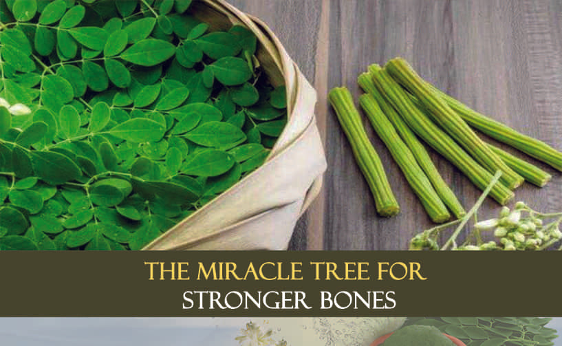 Moringa: The Miracle Tree For Stronger Bones