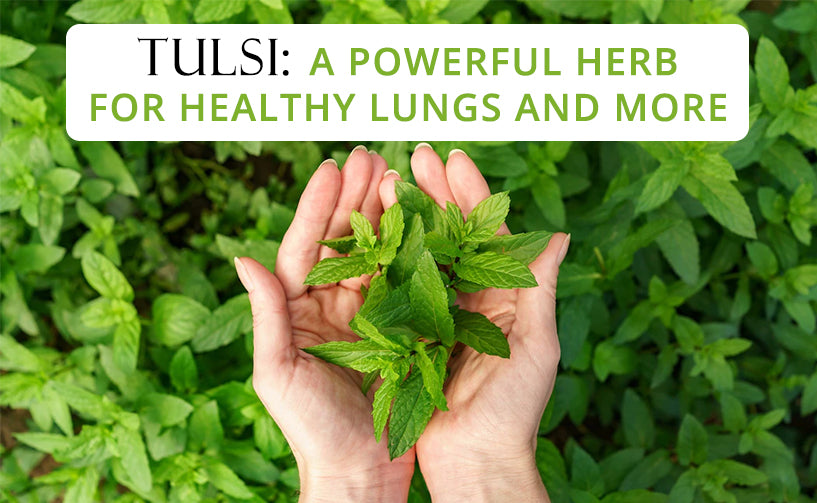 Tulsi: A Powerful Herb for Healthy Lungs and More