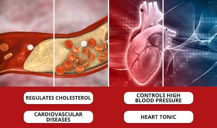 An image showing cholesterol build-up in arteries and another with a heart vector in red and blue colour. Text Written: Regulates cholesterol, controls high blood pressure, cardiovascular diseases, and heart tonic.