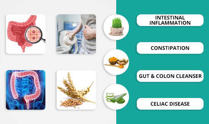 A collage of 4 images- A vector of stomach cells, A man holding his stomach with a tissue roll in a toilet, A large intestine vector, and A wheat plant. Text written respectively- Intestinal inflammation, Constipation, Gut & colon cleanser, and Celiac disease.